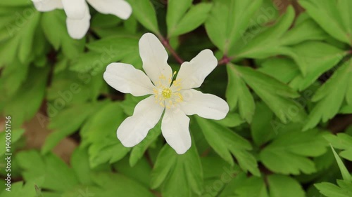The most beautiful spring flowers in the forest