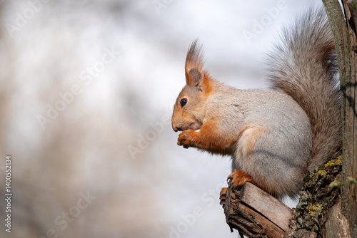 Squirrel with red and grey fur in a city park in spring