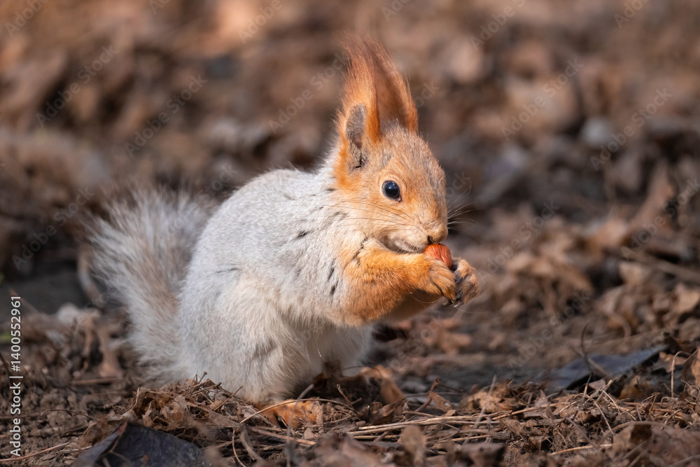 Squirrel with red and grey fur in a city park in spring