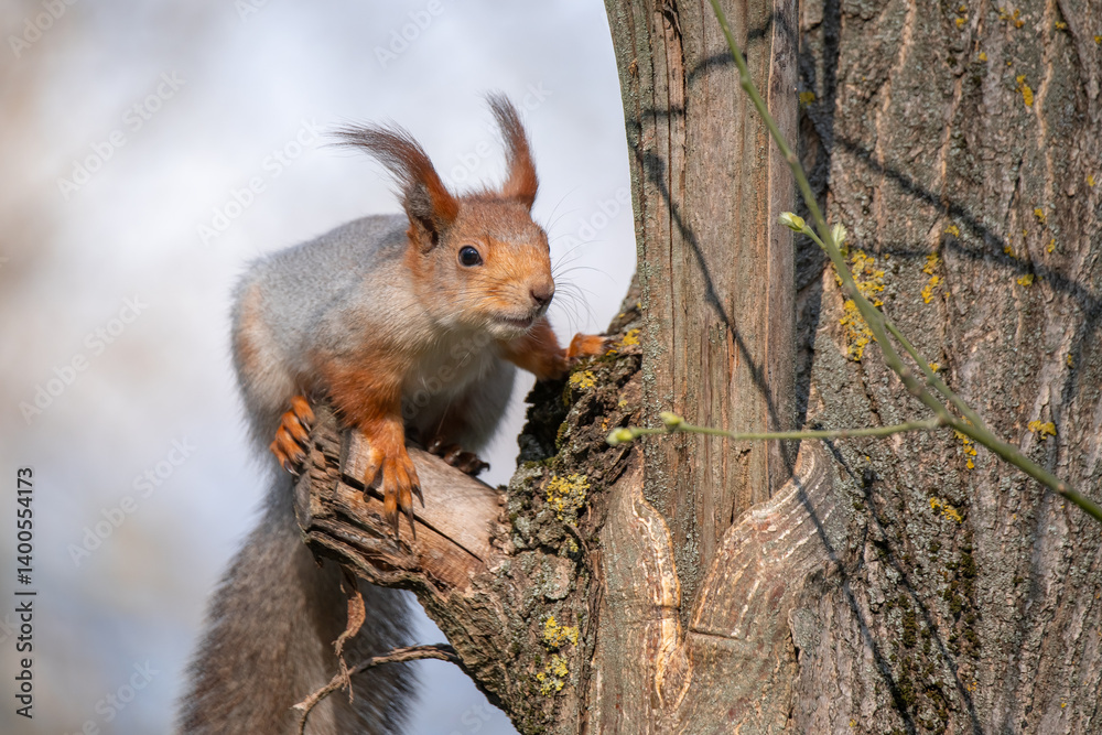 Squirrel with red and grey fur in a city park in spring