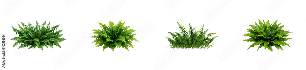 Lush ferns with vibrant green leaves on a transparent background Lush ferns with vibrant green leaves on a transparent background
