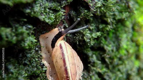 Monachoides vicinus is a type of land snail that lives in humid areas