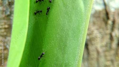 Colony of forest black ants gathered in green leaves
