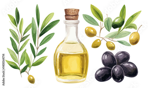 Watercolor Olive Branches and Oil Bottle Illustration for Harvest Season