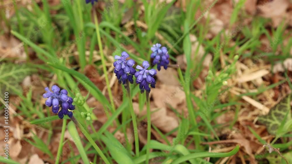 The most beautiful spring flowers in the forest. The most beautiful spring flowers in the forest.