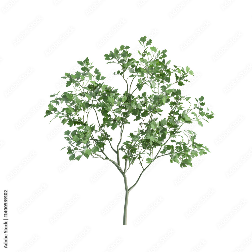 Realistic green foliage tree isolated on white background Realistic green foliage tree isolated on white background