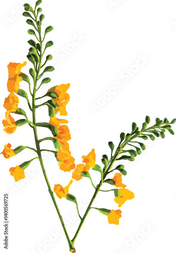 vector illustration of padauk flowers and beautiful buds, Myanmar national flower. For Myanmar water festival (Thingyan).