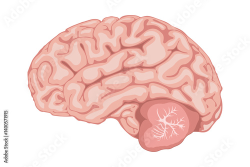 Illustration of scientific design scheme, human brain side view