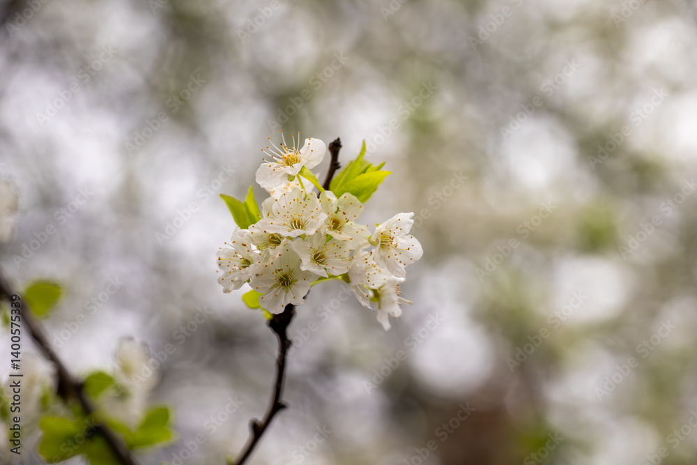 Tree branch with blooming white cherry flowers and fresh green leaves on blurred background. Macro nature photography. Spring blossom and seasonal renewal concept. Tree branch with blooming white cherry flowers and fresh green leaves on blurred background. Macro nature photography. Spring blossom and seasonal renewal concept.