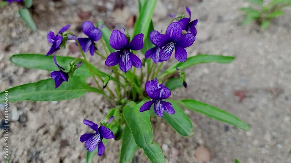 한국,식물,제비꽃,꽃,자연,Korea, plants, violet, flower, nature