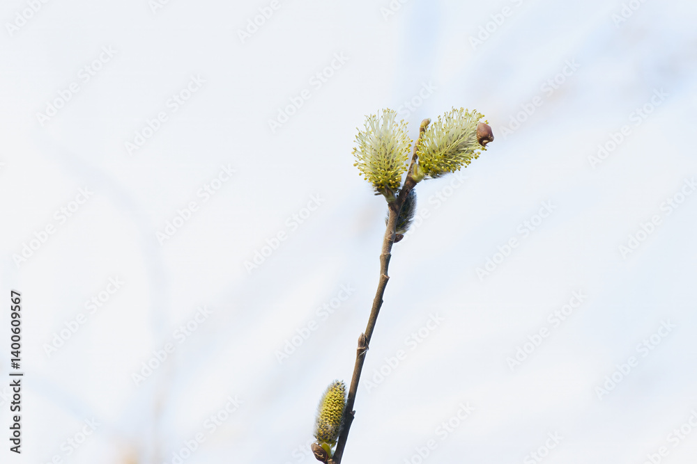 Fototapeta premium Fuzzy white catkins on a slender, brown branch