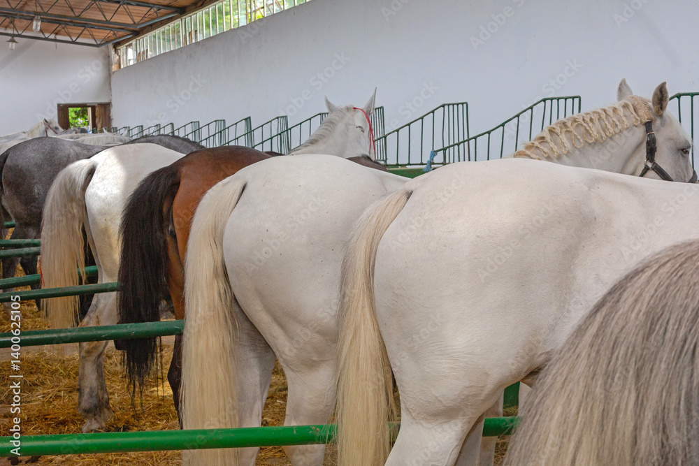Rear View of Many Big Horses in Stable Equestrian Facility