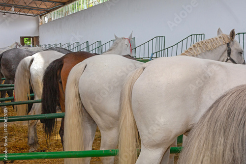 Obraz na płótnie Rear View of Many Big Horses in Stable Equestrian Facility w salonie
