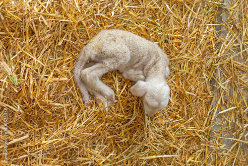 Top View of One Small Newborn Lamb Laying Down at Sheep Farm