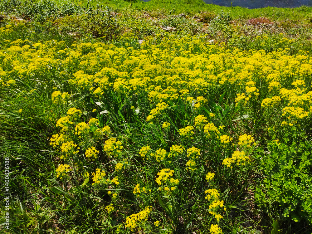 Obraz premium yellow dandelions in the meadow