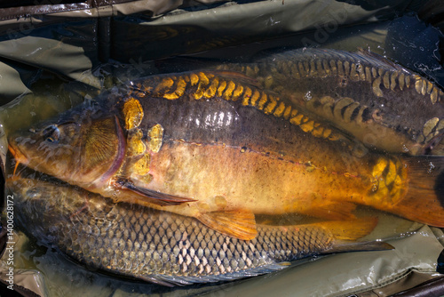 Carpfishing session at the Lake.Common carp on the unhooking mat.Angler with a big carp fishing trophy.Fishing adventures.Fish trophy.
