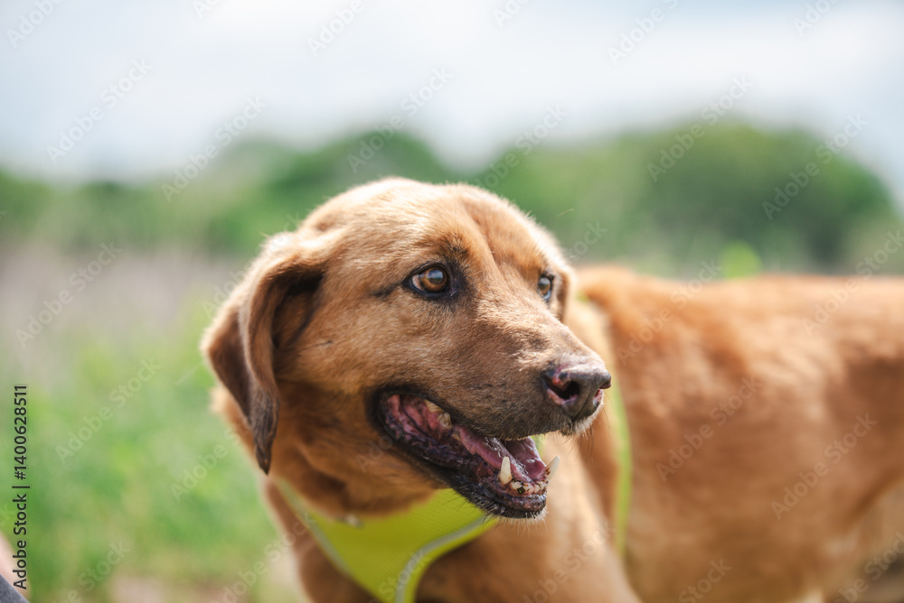 Close up portrait of a yellow rescued dog