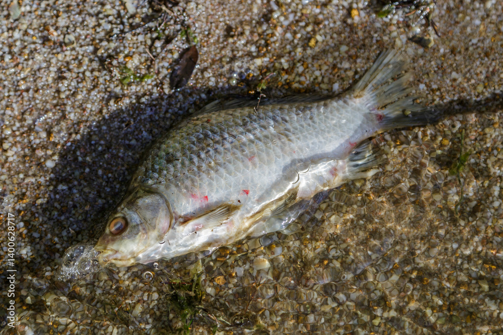 Dead fish in a pond, an environmental disaster.Environmental pollution.Environmental issues. Dead fish in a pond, an environmental disaster.Environmental pollution.Environmental issues.