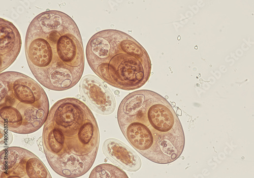 Microscopic Photo of Anodonta Eggs in Permanent Preparation for Biological Research photo