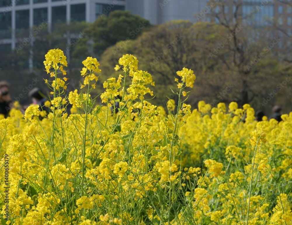Fototapeta premium 都会の中の菜の花畑（浜離宮恩賜庭園）