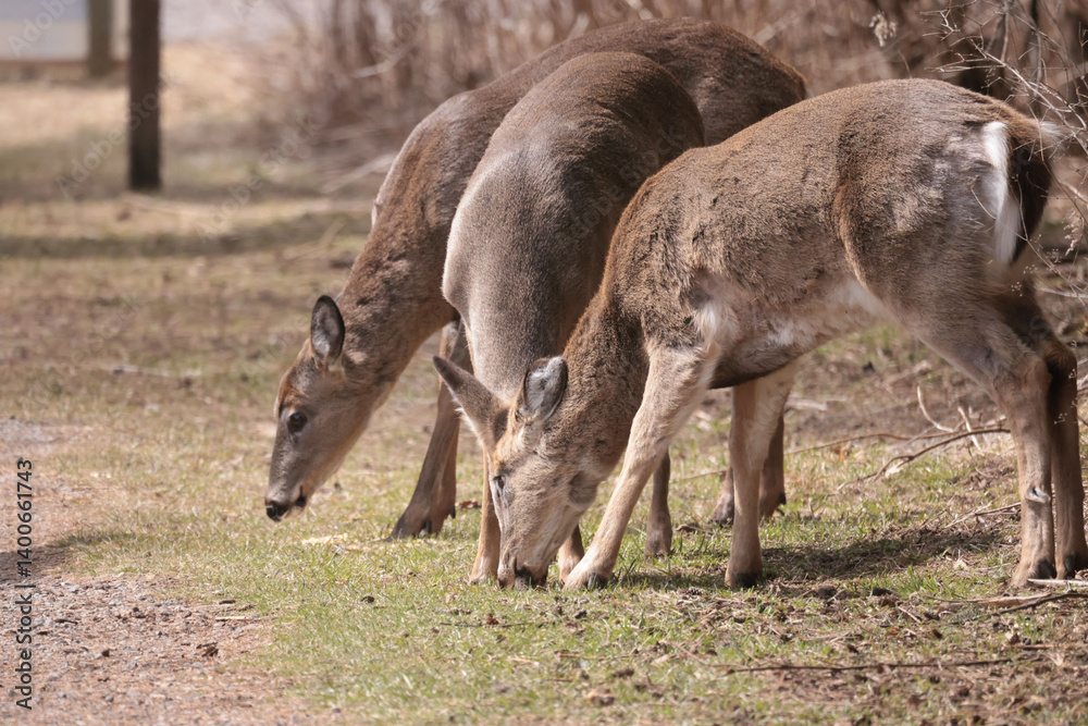 Feeding Wildlife (White Tailed deer) against the rules making unfortunate dependence of wildlife on people for food Feeding Wildlife (White Tailed deer) against the rules making unfortunate dependence of wildlife on people for food