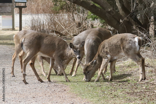 Feeding Wildlife (White Tailed deer) against the rules making unfortunate dependence of wildlife on people for food