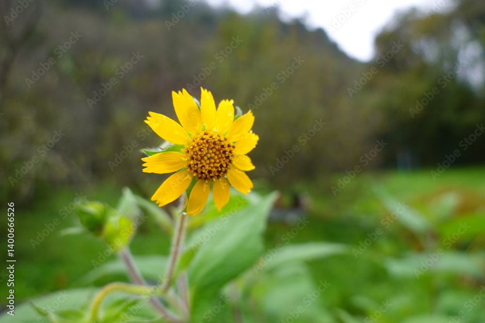 Jerusalem artichoke flower blooming in green meadow Jerusalem artichoke flower blooming in green meadow