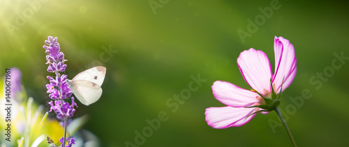 White cosmos flower isolated on green blur background