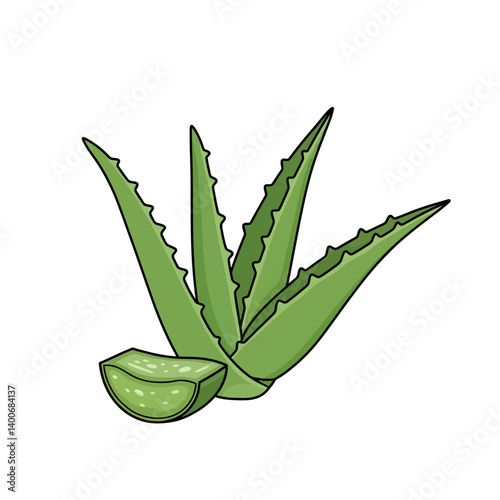 Aloe Vera Plant Illustration: A vibrant illustration showcasing a whole aloe vera plant and a cut slice, highlighting its succulent leaves and clear gel.