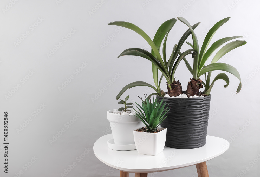 Fototapeta premium Decorative house plants in a pots on a table