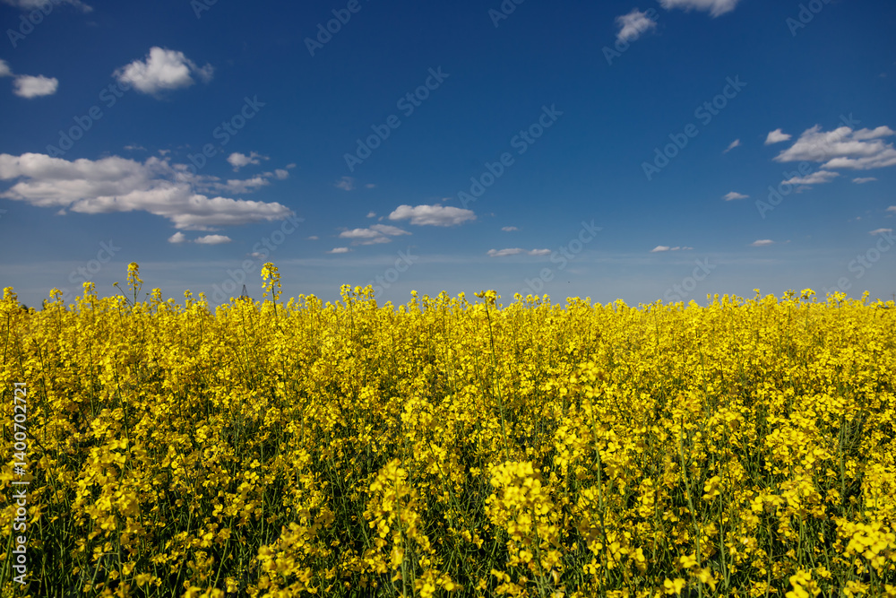 Obraz premium Blooming rapeseed (Brassica napus).Yellow field and blue sky with clouds.Agricultural field with rapeseed plants. Oilseed, canola, colza.Blooming yellow canola flower meadows.