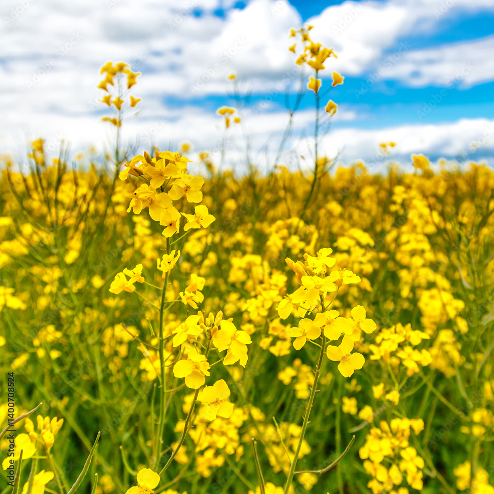 Blooming rapeseed (Brassica napus).Yellow field and blue sky with clouds.Agricultural field with rapeseed plants. Oilseed, canola, colza.Blooming yellow canola flower meadows. Blooming rapeseed (Brassica napus).Yellow field and blue sky with clouds.Agricultural field with rapeseed plants. Oilseed, canola, colza.Blooming yellow canola flower meadows.