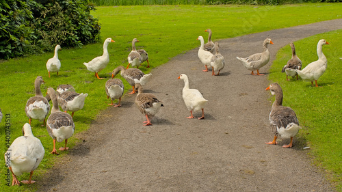 Konstfotografi grouple of greylag and domestic geese foraging in the park - Anser anser