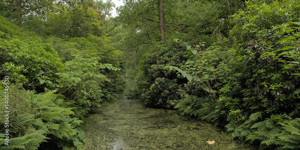 Naklejka premium Canal in a bright green summer park. Canal with duckweed through a green forest in Clingendael park, The Hague, The Netherlands