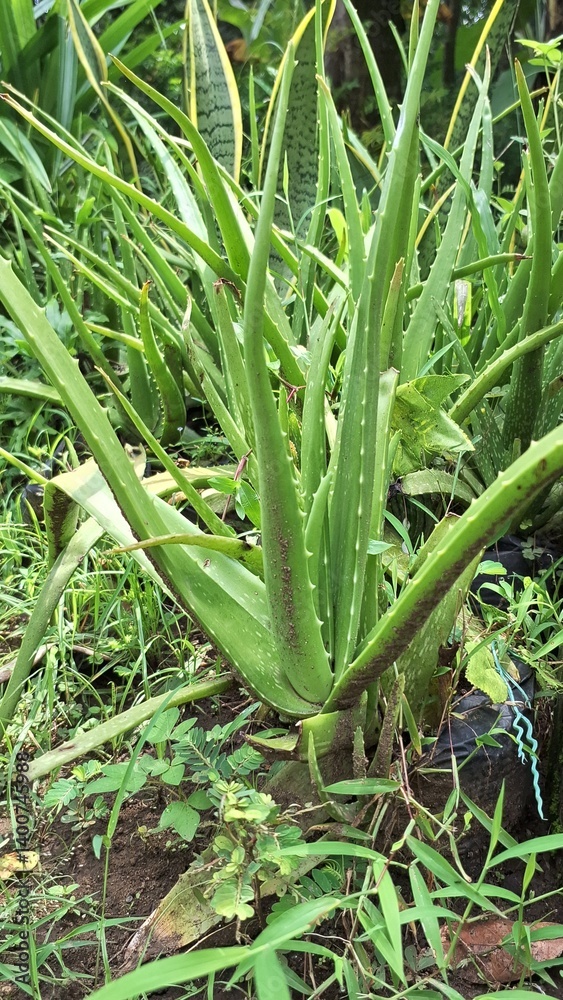 Group of Organic Aloe Vera Plants in Pots, Ready for Natural Healthcare and Cosmetic Applications, Indoor Gardening Group of Organic Aloe Vera Plants in Pots, Ready for Natural Healthcare and Cosmetic Applications, Indoor Gardening