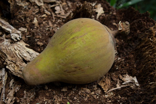 Sapota-do-solimões _ Matisia cordata photo