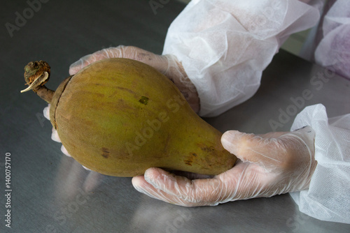 Sapota-do-solimões _ Matisia cordata photo