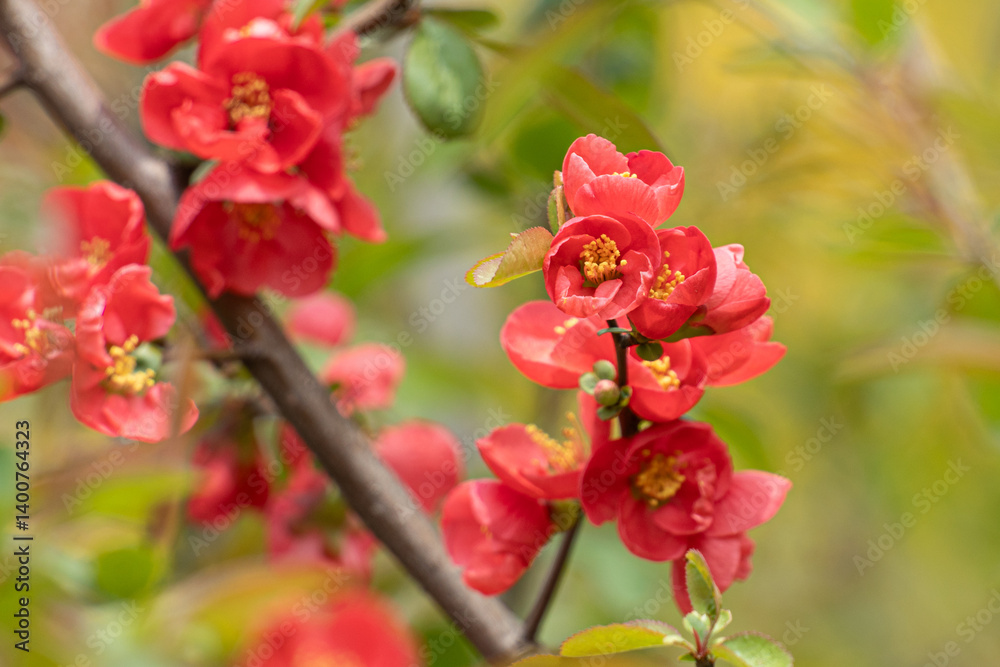 명자나무꽃, 명자나무, Japanese quince, flowering quince, ping flower 명자나무꽃, 명자나무, Japanese quince, flowering quince, ping flower