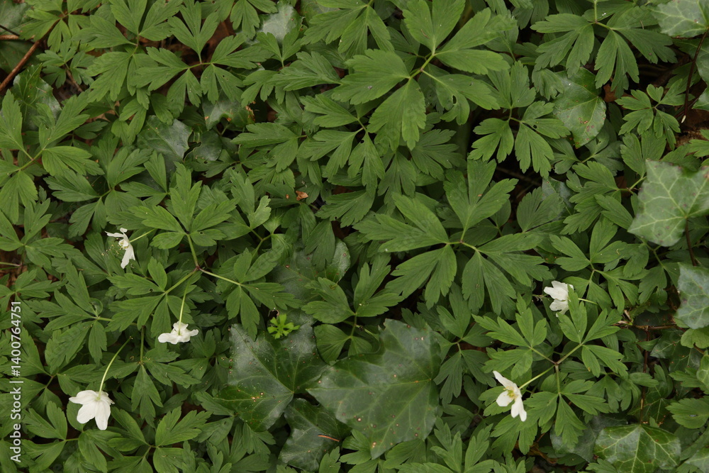 White Jasmine Flowers Green Leaves Nature Background White Jasmine Flowers Green Leaves Nature Background