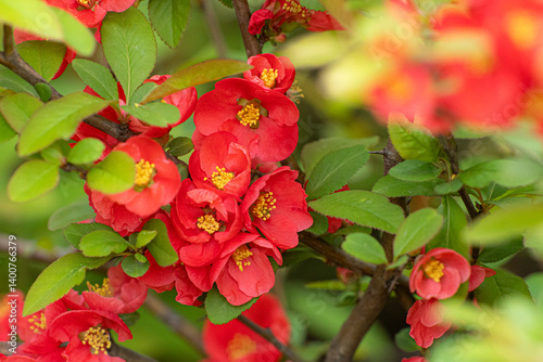 명자나무꽃, 명자나무, Japanese quince, flowering quince, ping flower