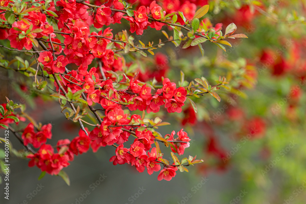 Obraz premium 명자나무꽃, 명자나무, Japanese quince, flowering quince, ping flower