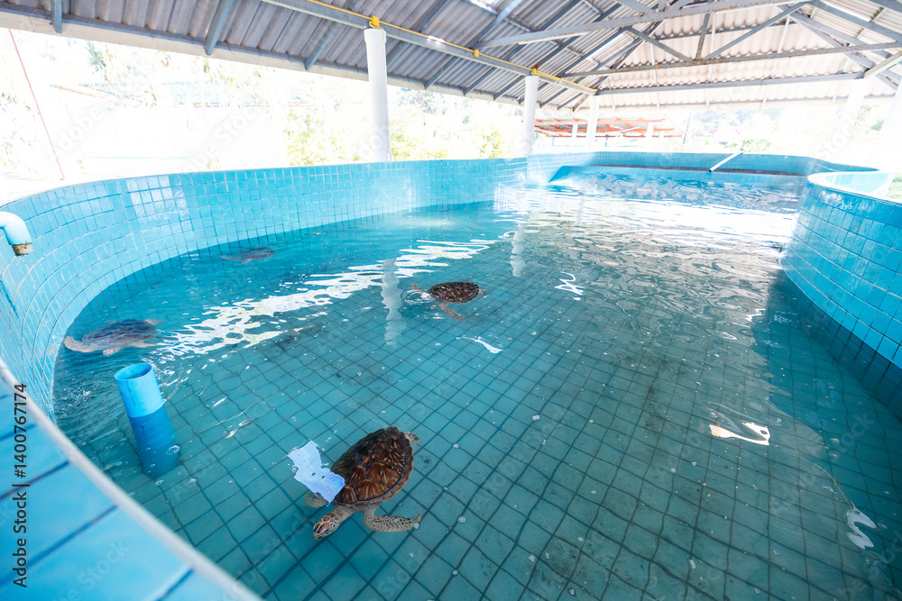 Closeup Sea turtle in rehabilitation pool at conservation nursery center
