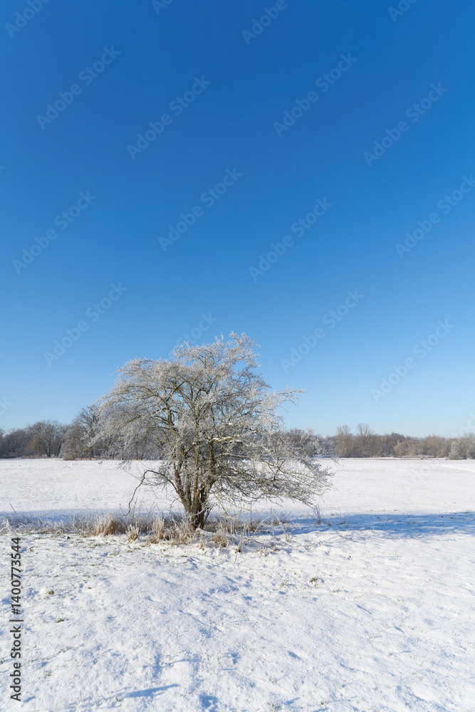 Winterlandschaft im Stadtpark Rotehorn in Magdeburg mit einem Weißdorn, Crataegus monogyna, im Vordergrund Winterlandschaft im Stadtpark Rotehorn in Magdeburg mit einem Weißdorn, Crataegus monogyna, im Vordergrund