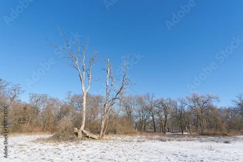 Wallpaper Mural abgestorbener Bergahorn Acer pseudoplatanus, im Stadtpark Rotehorn in Magdeburg im Winter Torontodigital.ca
