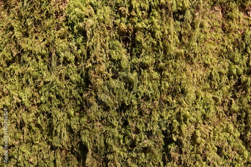 Tree Moss Green Foliage Nature Texture Background