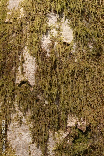 Mossy Tree Bark Natural Texture Background Green Foliage