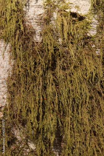 Mossy Tree Bark Natural Texture Background Green Foliage