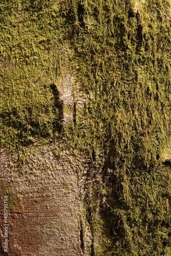 Mossy Tree Bark Natural Texture Background Green Foliage