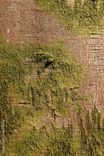 Mossy Tree Bark Natural Texture Background Green Foliage