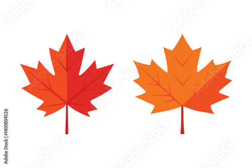 Maple leaf vector on white background